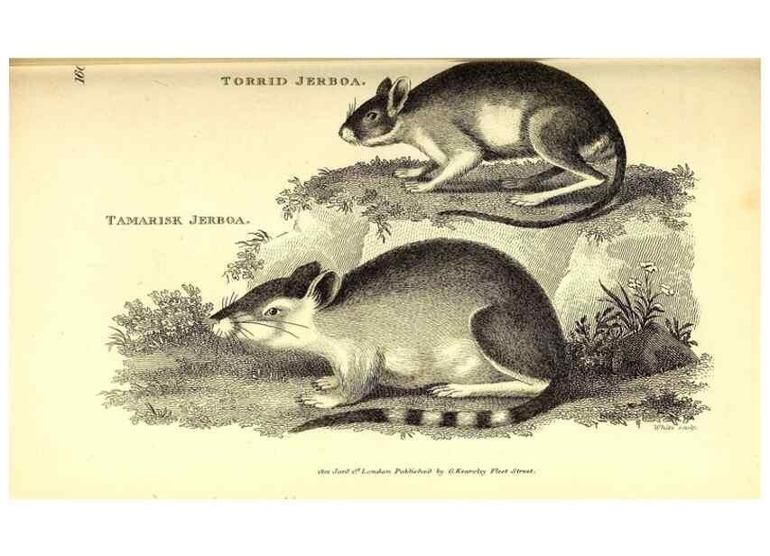 Reproducción/Reproduction 49826526401: General zoology, or Systematic natural history. London,Printed for G. Kearsley,1800-1826.. 