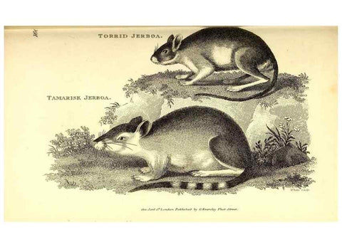 Reproducción/Reproduction 49826526401: General zoology, or Systematic natural history. London,Printed for G. Kearsley,1800-1826.. 