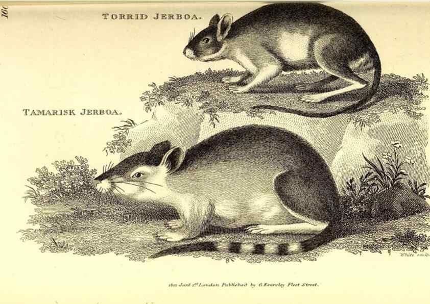 Reproducción/Reproduction 49826526401: General zoology, or Systematic natural history. London,Printed for G. Kearsley,1800-1826.. 