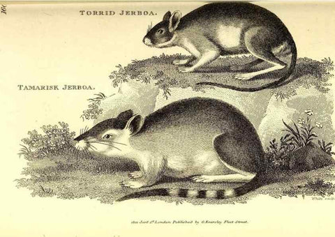 Reproducción/Reproduction 49826526401: General zoology, or Systematic natural history. London,Printed for G. Kearsley,1800-1826.. 