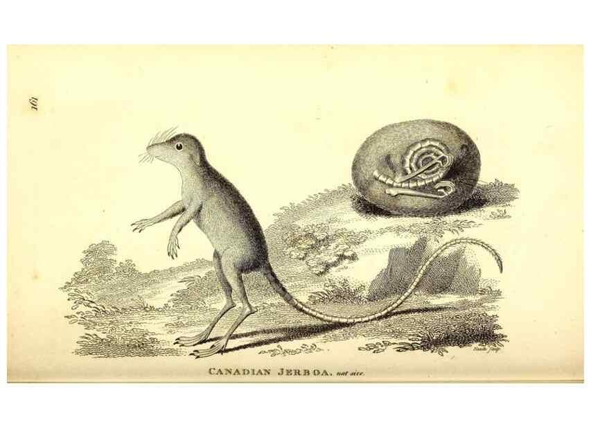 Reproducción/Reproduction 49826526711: General zoology, or Systematic natural history. London,Printed for G. Kearsley,1800-1826.. 