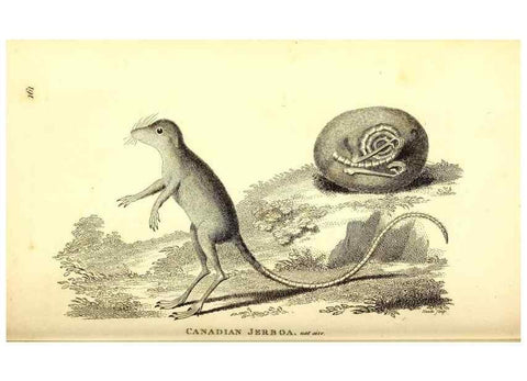 Reproducción/Reproduction 49826526711: General zoology, or Systematic natural history. London,Printed for G. Kearsley,1800-1826.. 