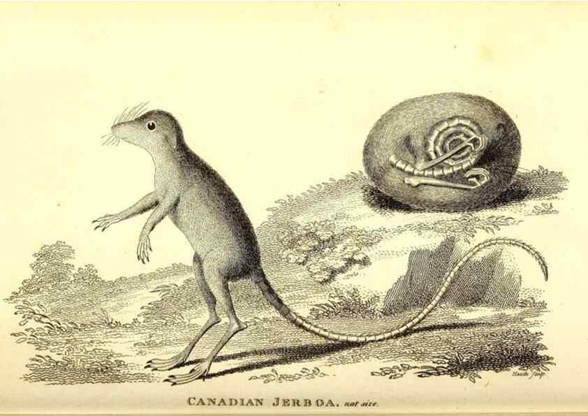 Reproducción/Reproduction 49826526711: General zoology, or Systematic natural history. London,Printed for G. Kearsley,1800-1826.. 