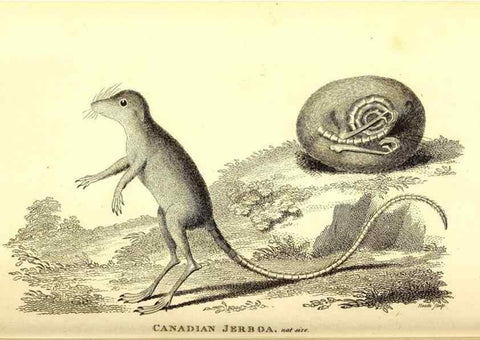 Reproducción/Reproduction 49826526711: General zoology, or Systematic natural history. London,Printed for G. Kearsley,1800-1826.. 