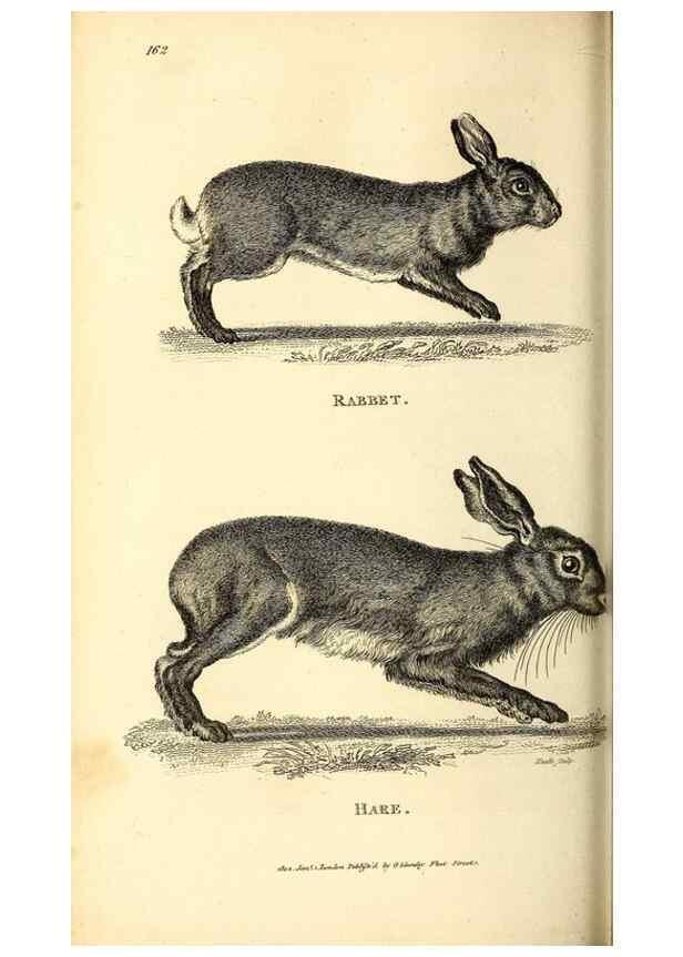 Reproducción/Reproduction 49826843367: General zoology, or Systematic natural history. London,Printed for G. Kearsley,1800-1826.. 