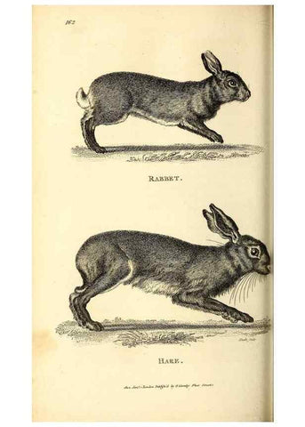 Reproducción/Reproduction 49826843367: General zoology, or Systematic natural history. London,Printed for G. Kearsley,1800-1826.. 