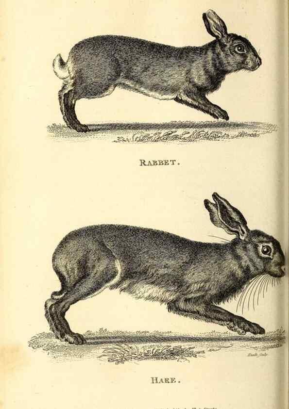 Reproducción/Reproduction 49826843367: General zoology, or Systematic natural history. London,Printed for G. Kearsley,1800-1826.. 