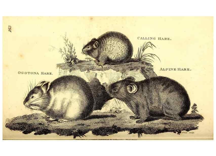 Reproducción/Reproduction 49826527591: General zoology, or Systematic natural history. London,Printed for G. Kearsley,1800-1826.. 