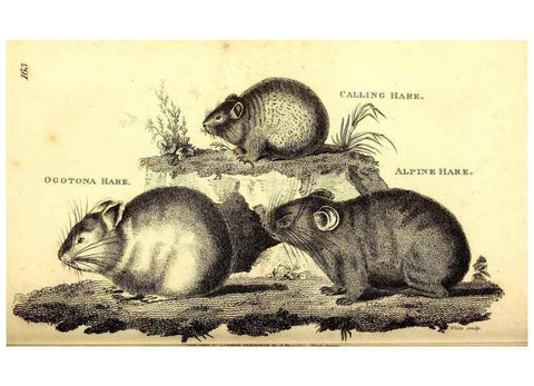 Reproducción/Reproduction 49826527591: General zoology, or Systematic natural history. London,Printed for G. Kearsley,1800-1826.. 