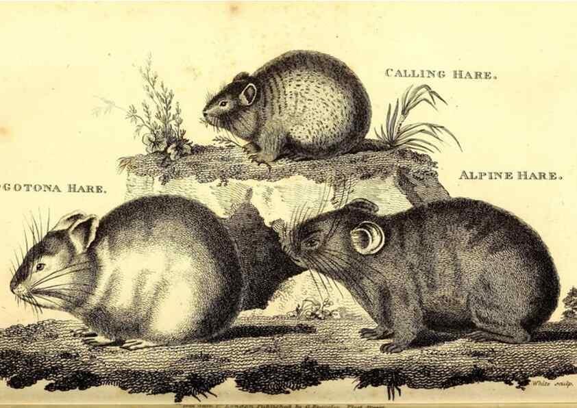 Reproducción/Reproduction 49826527591: General zoology, or Systematic natural history. London,Printed for G. Kearsley,1800-1826.. 