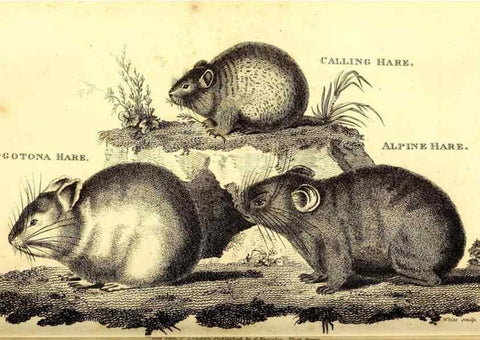 Reproducción/Reproduction 49826527591: General zoology, or Systematic natural history. London,Printed for G. Kearsley,1800-1826.. 
