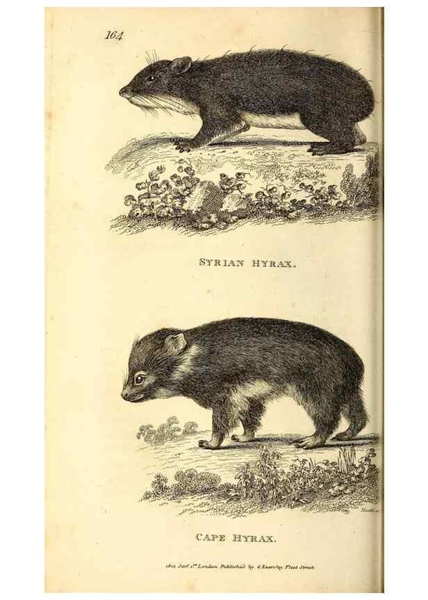 Reproducción/Reproduction 49826844007: General zoology, or Systematic natural history. London,Printed for G. Kearsley,1800-1826.. 