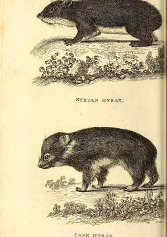 Reproducción/Reproduction 49826844007: General zoology, or Systematic natural history. London,Printed for G. Kearsley,1800-1826.. 