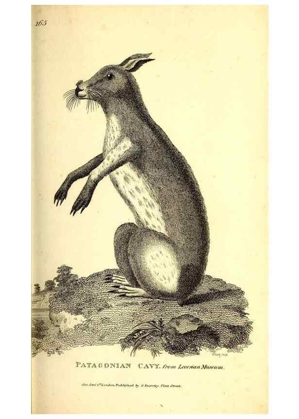 Reproducción/Reproduction 49826528216: General zoology, or Systematic natural history. London,Printed for G. Kearsley,1800-1826.. 