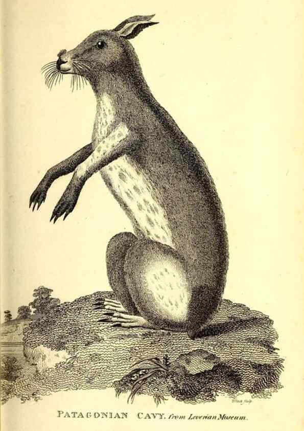 Reproducción/Reproduction 49826528216: General zoology, or Systematic natural history. London,Printed for G. Kearsley,1800-1826.. 
