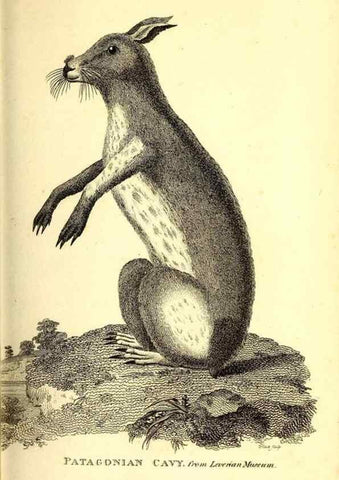 Reproducción/Reproduction 49826528216: General zoology, or Systematic natural history. London,Printed for G. Kearsley,1800-1826.. 