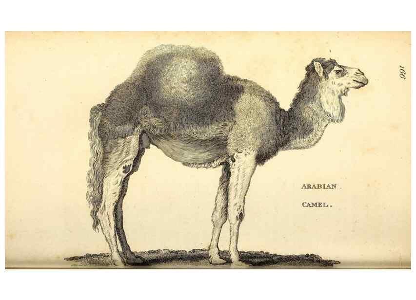 Reproducción/Reproduction 49826844667: General zoology, or Systematic natural history. London,Printed for G. Kearsley,1800-1826.. 