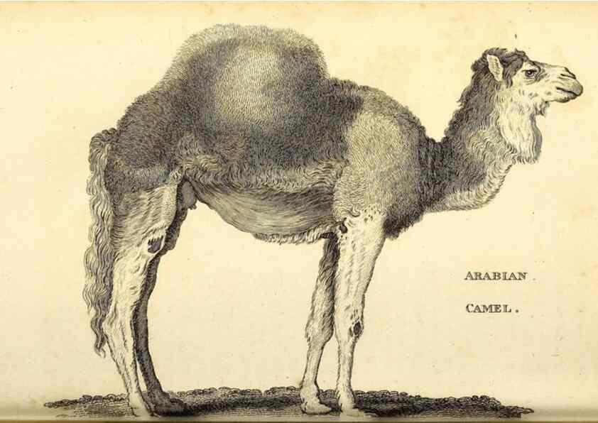 Reproducción/Reproduction 49826844667: General zoology, or Systematic natural history. London,Printed for G. Kearsley,1800-1826.. 
