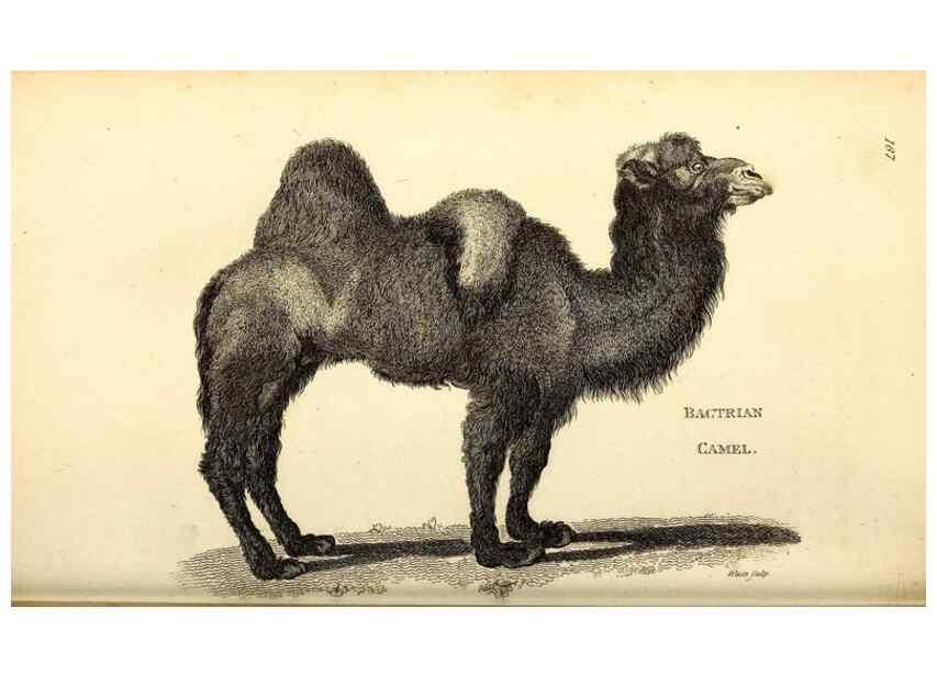 Reproducción/Reproduction 49825995578: General zoology, or Systematic natural history. London,Printed for G. Kearsley,1800-1826.. 