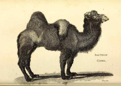 Reproducción/Reproduction 49825995578: General zoology, or Systematic natural history. London,Printed for G. Kearsley,1800-1826.. 