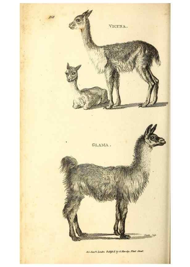 Reproducción/Reproduction 49826528956: General zoology, or Systematic natural history. London,Printed for G. Kearsley,1800-1826.. 