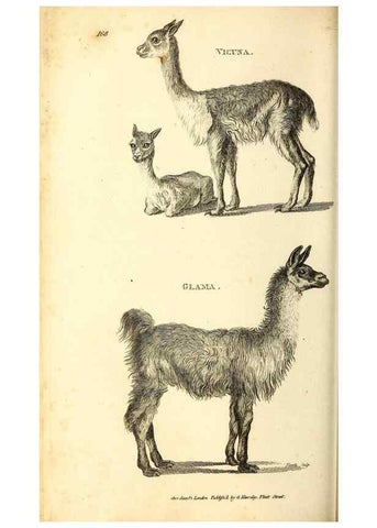 Reproducción/Reproduction 49826528956: General zoology, or Systematic natural history. London,Printed for G. Kearsley,1800-1826.. 