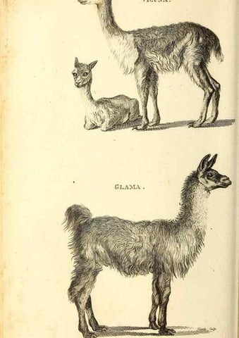Reproducción/Reproduction 49826528956: General zoology, or Systematic natural history. London,Printed for G. Kearsley,1800-1826.. 