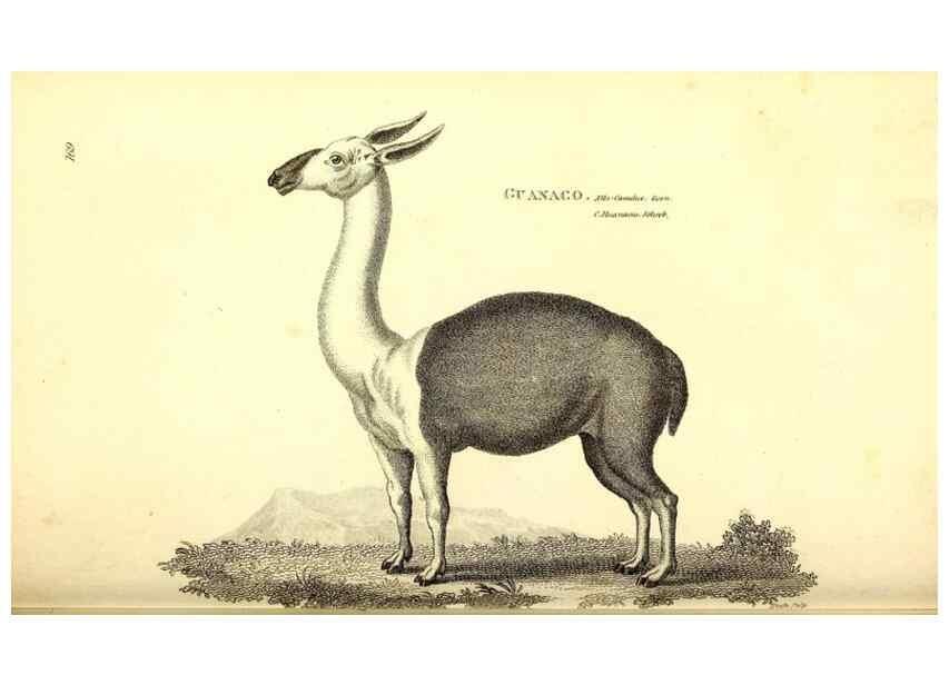 Reproducción/Reproduction 49826529241: General zoology, or Systematic natural history. London,Printed for G. Kearsley,1800-1826.. 