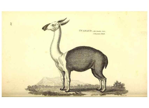 Reproducción/Reproduction 49826529241: General zoology, or Systematic natural history. London,Printed for G. Kearsley,1800-1826.. 
