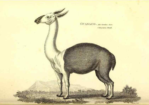 Reproducción/Reproduction 49826529241: General zoology, or Systematic natural history. London,Printed for G. Kearsley,1800-1826.. 