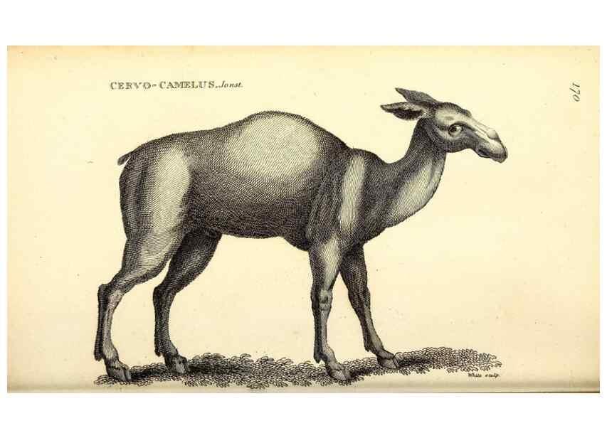 Reproducción/Reproduction 49825996538: General zoology, or Systematic natural history. London,Printed for G. Kearsley,1800-1826.. 
