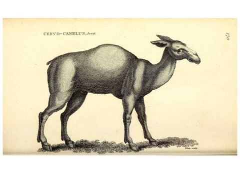 Reproducción/Reproduction 49825996538: General zoology, or Systematic natural history. London,Printed for G. Kearsley,1800-1826.. 