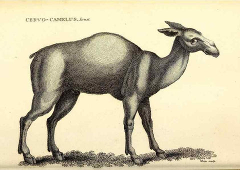 Reproducción/Reproduction 49825996538: General zoology, or Systematic natural history. London,Printed for G. Kearsley,1800-1826.. 