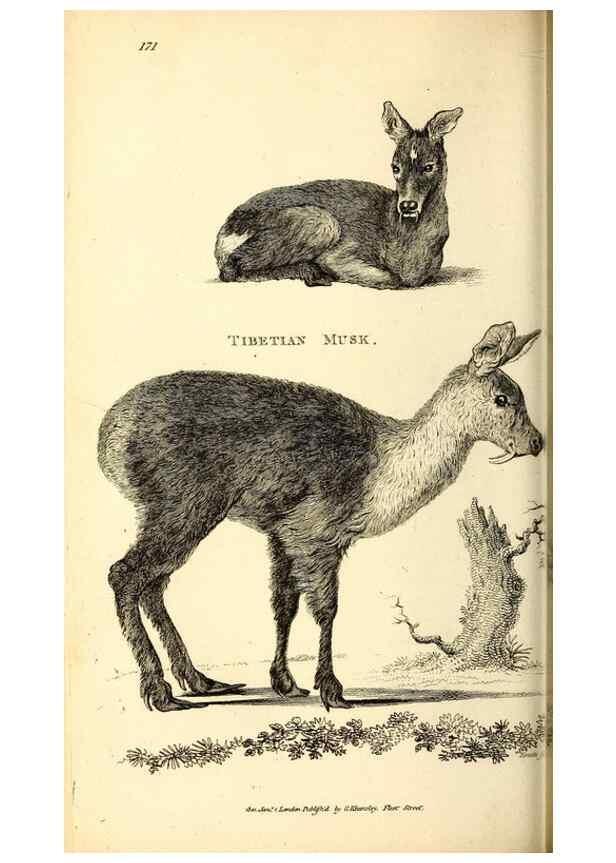 Reproducción/Reproduction 49825996983: General zoology, or Systematic natural history. London,Printed for G. Kearsley,1800-1826.. 