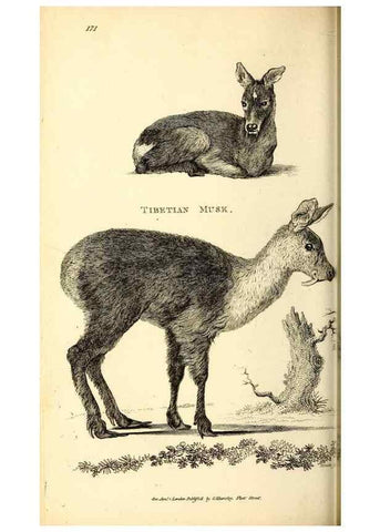 Reproducción/Reproduction 49825996983: General zoology, or Systematic natural history. London,Printed for G. Kearsley,1800-1826.. 