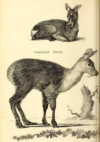 Reproducción/Reproduction 49825996983: General zoology, or Systematic natural history. London,Printed for G. Kearsley,1800-1826.. 