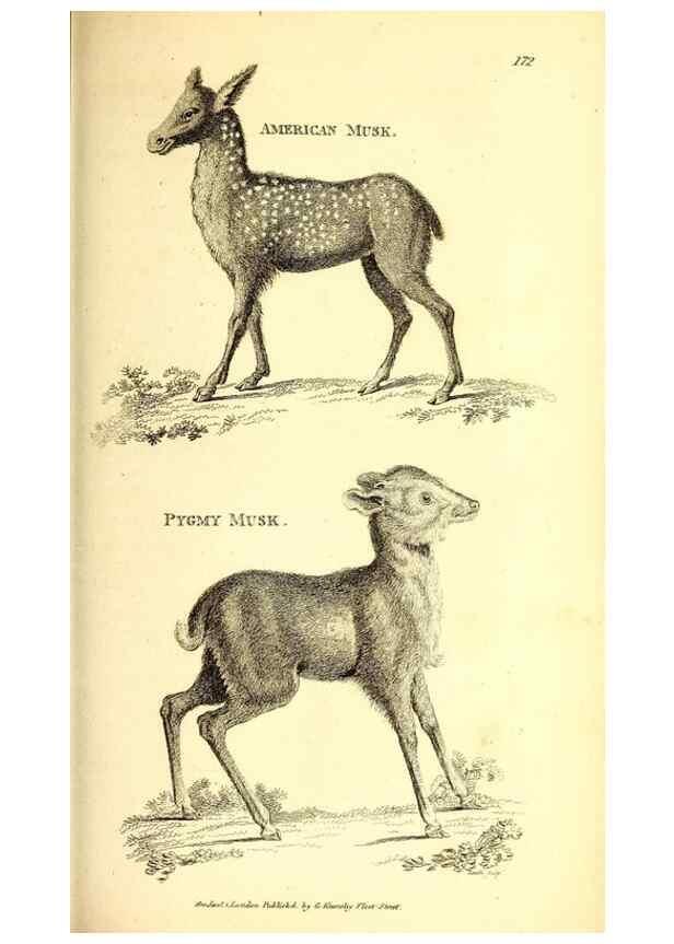 Reproducción/Reproduction 49826846452: General zoology, or Systematic natural history. London,Printed for G. Kearsley,1800-1826.. 