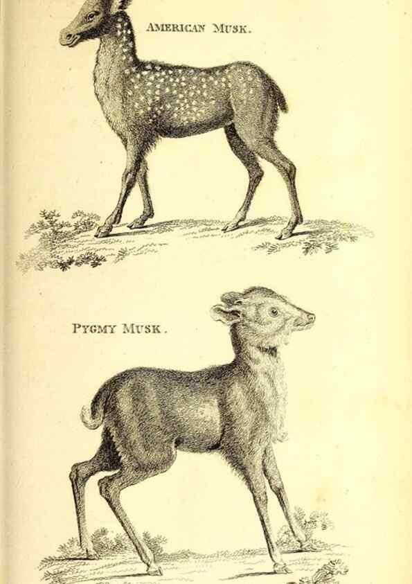 Reproducción/Reproduction 49826846452: General zoology, or Systematic natural history. London,Printed for G. Kearsley,1800-1826.. 