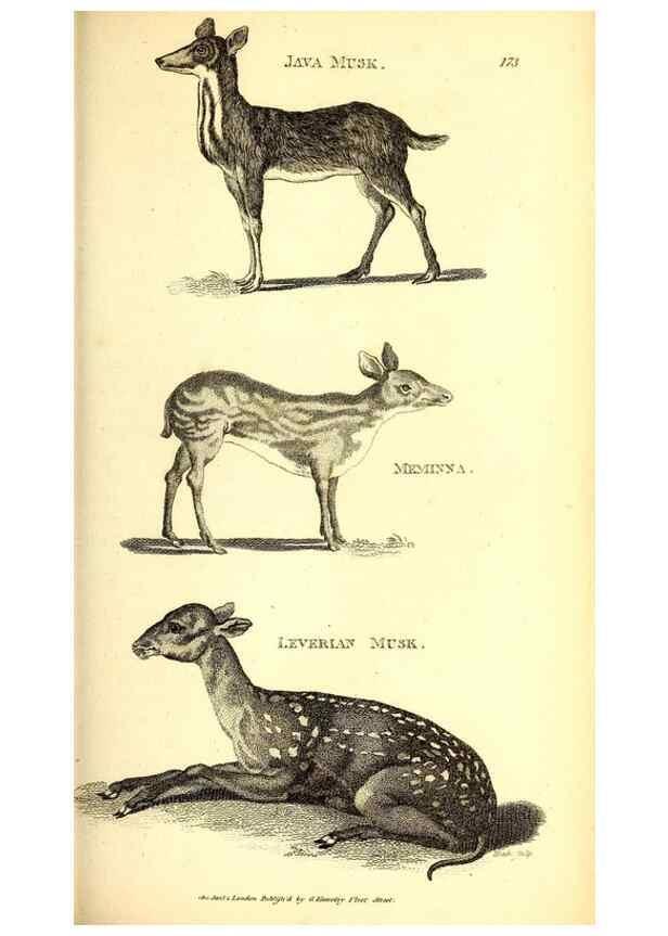 Reproducción/Reproduction 49825997648: General zoology, or Systematic natural history. London,Printed for G. Kearsley,1800-1826.. 