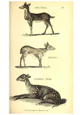 Reproducción/Reproduction 49825997648: General zoology, or Systematic natural history. London,Printed for G. Kearsley,1800-1826.. 