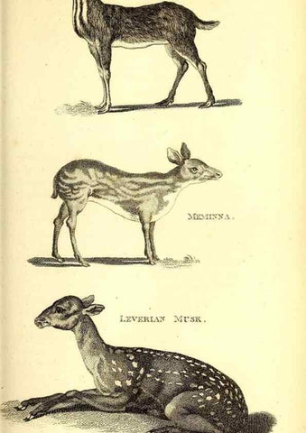 Reproducción/Reproduction 49825997648: General zoology, or Systematic natural history. London,Printed for G. Kearsley,1800-1826.. 