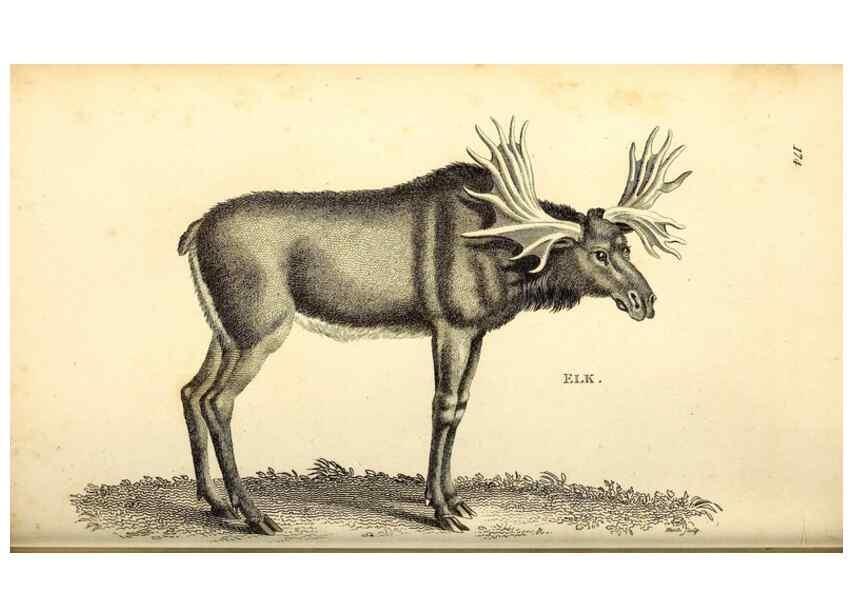 Reproducción/Reproduction 49826847057: General zoology, or Systematic natural history. London,Printed for G. Kearsley,1800-1826.. 