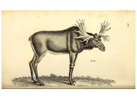 Reproducción/Reproduction 49826847057: General zoology, or Systematic natural history. London,Printed for G. Kearsley,1800-1826.. 