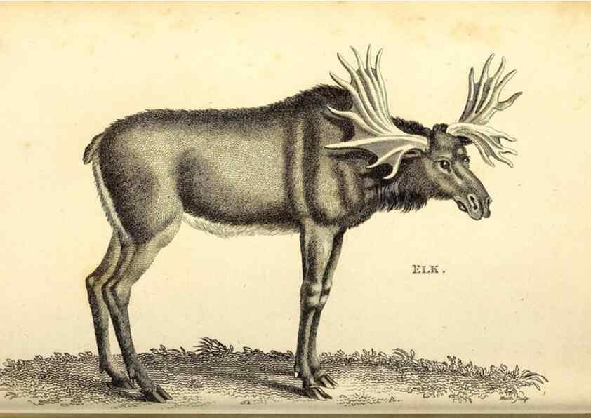 Reproducción/Reproduction 49826847057: General zoology, or Systematic natural history. London,Printed for G. Kearsley,1800-1826.. 