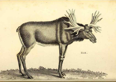 Reproducción/Reproduction 49826847057: General zoology, or Systematic natural history. London,Printed for G. Kearsley,1800-1826.. 