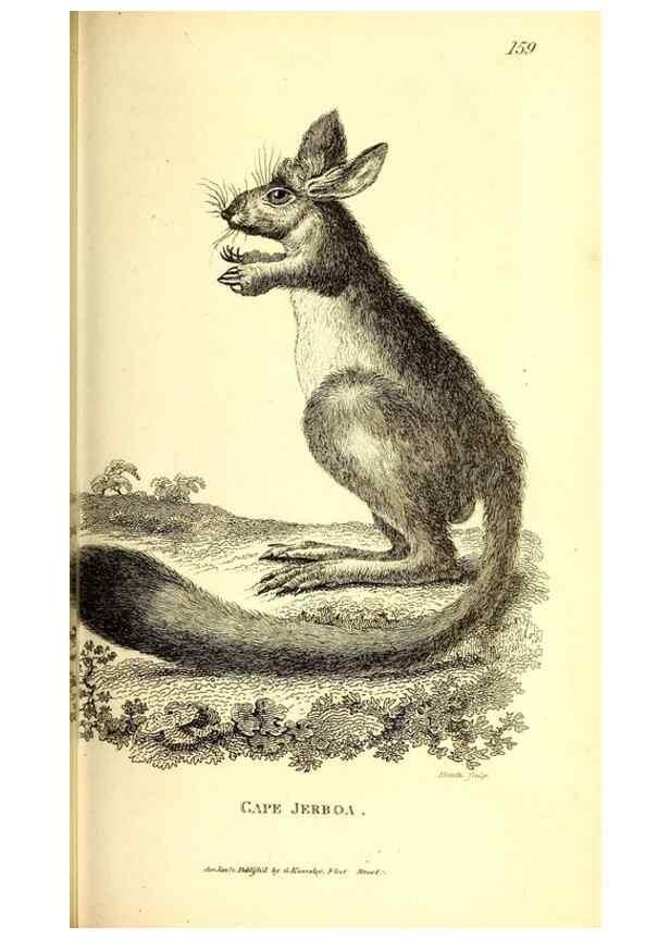 Reproducción/Reproduction 49825992888: General zoology, or Systematic natural history. London,Printed for G. Kearsley,1800-1826.. 