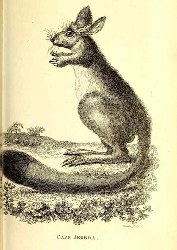 Reproducción/Reproduction 49825992888: General zoology, or Systematic natural history. London,Printed for G. Kearsley,1800-1826.. 