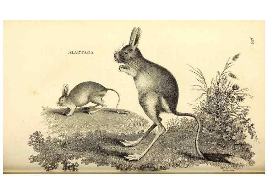 Reproducción/Reproduction 49825992588: General zoology, or Systematic natural history. London,Printed for G. Kearsley,1800-1826.. 
