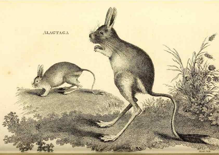 Reproducción/Reproduction 49825992588: General zoology, or Systematic natural history. London,Printed for G. Kearsley,1800-1826.. 