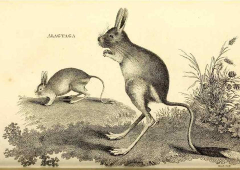 Reproducción/Reproduction 49825992588: General zoology, or Systematic natural history. London,Printed for G. Kearsley,1800-1826.. 